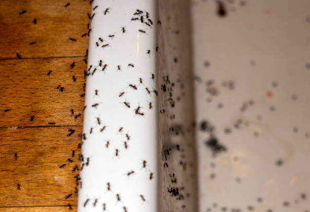 Best Ant Control Services  in Oakland, OK